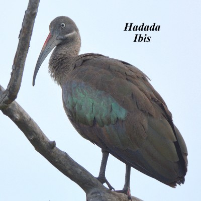 Hadada Ibis